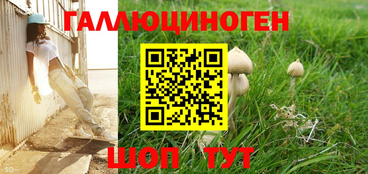 Псилоцибиновые грибы Psilocybine cubensis Великий Новгород